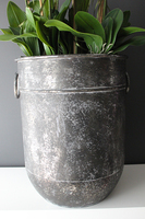 bardzo duży storczyk Grigio Grande, wys.118cm