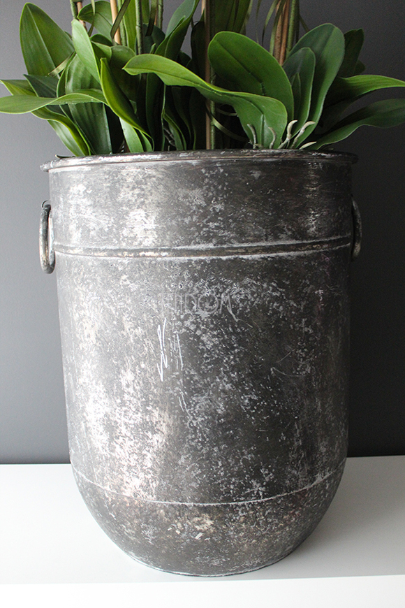 bardzo duży storczyk Grigio Grande, wys.118cm