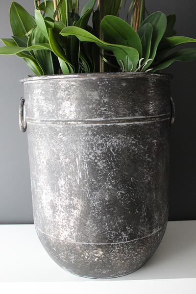 bardzo duży storczyk Grigio Grande, wys.118cm