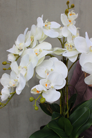 storczyk sztuczny w czarnej donicy Blackie Cream, wys.70cm