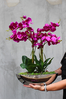 storczyk Gęsta Fuksja w lustrzanej donicy Laos wys.64cm