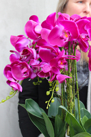 sztuczny storczyk Silver Dreams Fuksja w srebrnej, aluminiowej donicy, wys.65cm 