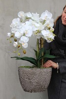 elegancki storczyk w donicy glamour, Srebrna Rezydencja, wys.72cm