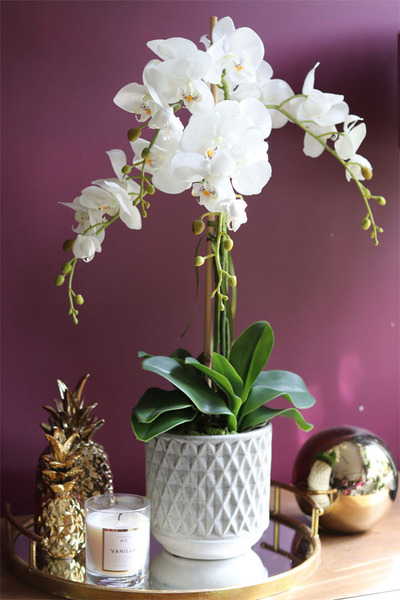 elegancki storczyk w ozdobnej donicy, Verona Moderna, wys.71cm