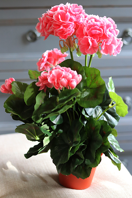 Sztuczne pelargonie koralowo-różowe, w doniczce, wys.36cm 