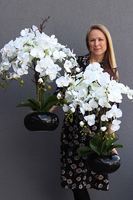 storczyk Black Japan Maestro w czarnej donicy, wys.78cm