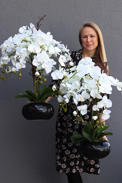 storczyk Black Japan Maestro w czarnej donicy, wys.78cm