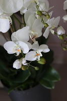 Mediolan Antracyt, sztuczny storczyk w plastikowej dłutowanej donicy, wys.125cm