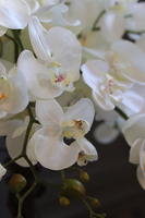 storczyk White Japan Maestro w białej donicy, wys.78cm 