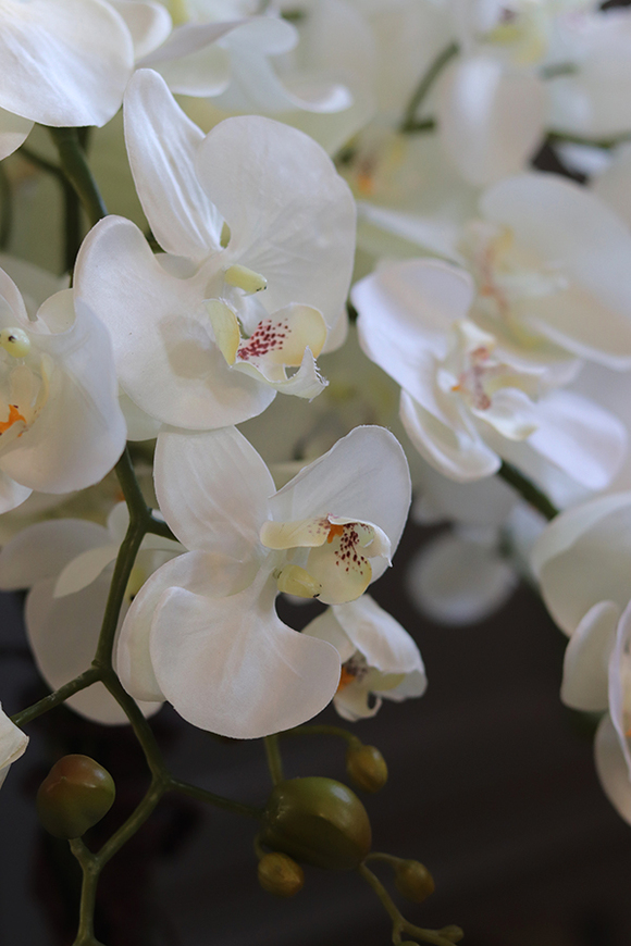 storczyk White Japan Maestro w białej donicy, wys.78cm