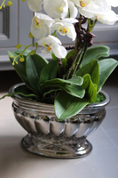 gumowy storczyk Villa Renoma w lustrzanej donicy, wys.64cm 