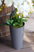 duży storczyk Mediolan w szarej donicy wys.118cm