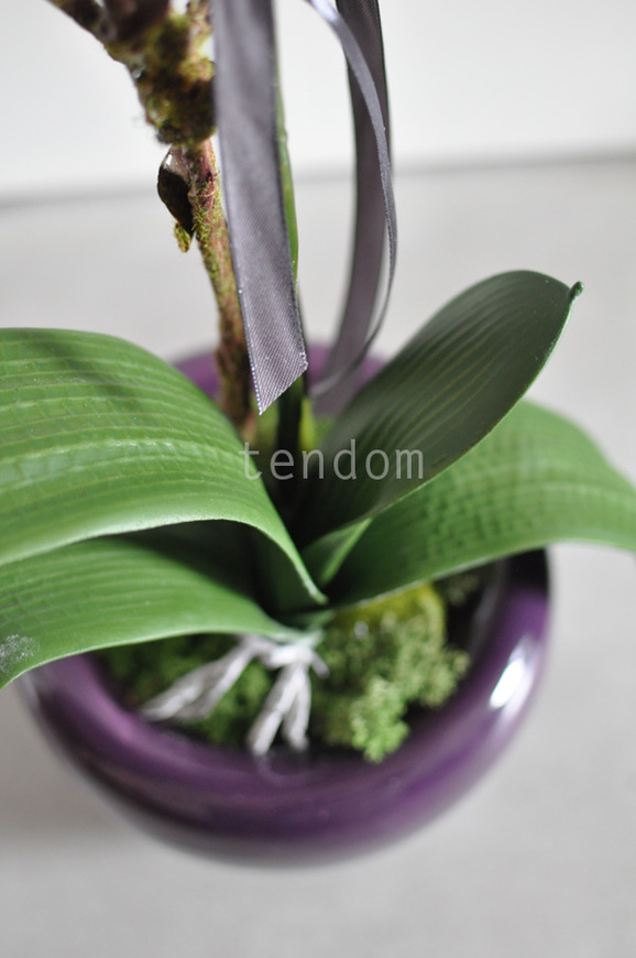 storczyk Fuksja w ceramicznej donicy, wys.72cm 