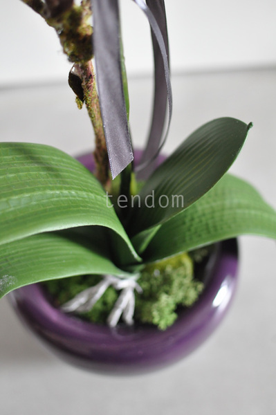 storczyk Fuksja w ceramicznej donicy, wys.72cm 