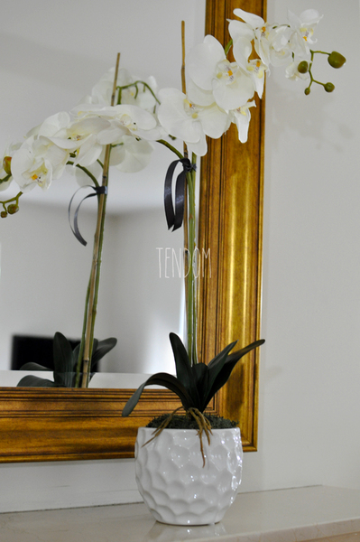 storczyk Bianco, wys.70cm