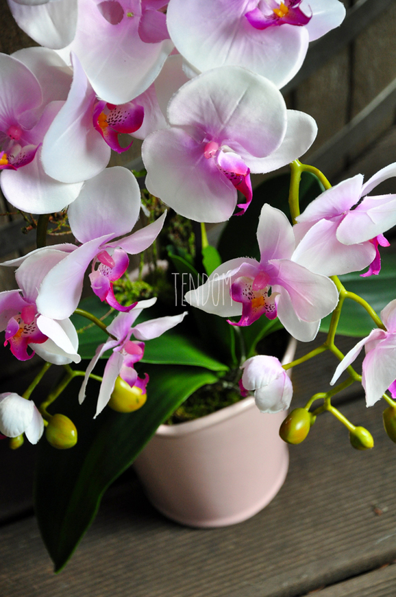 storczyk Polyanna w pastelowej różowej donicy, wys.60cm