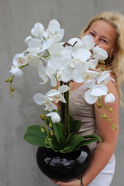 Shining Japan, elegancki storczyk w czarnej błyszczącej donicy, wys.65cm