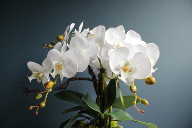 Swan, storczyk w  biało - srebrnej ceramicznej donicy, wys.52cm