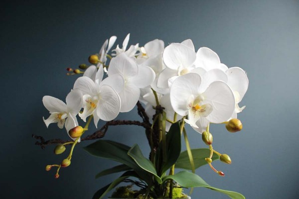 Swan, storczyk w  biało - srebrnej ceramicznej donicy, wys.52cm