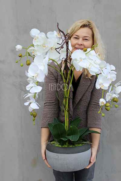 cudowny storczyk Beige Moments 2 w pięknej donicy, wys.83cm