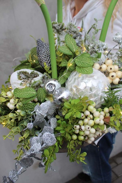 Amarylis Winter Winter w srebrnej donicy, wys.68cm