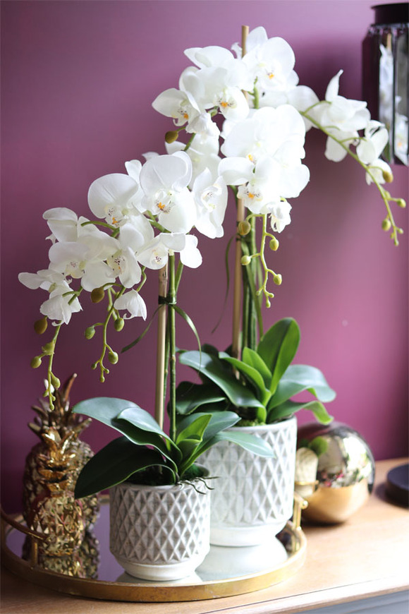 elegancki storczyk w ozdobnej donicy, Verona Moderna, wys.71cm 