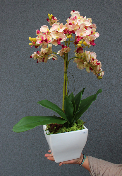 Ballerta, drobny storczyk w ceramicznej donicy, wys.60cm