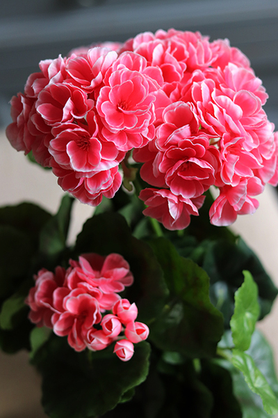 Sztuczne pelargonie koralowo-różowe, w doniczce, wys.36cm