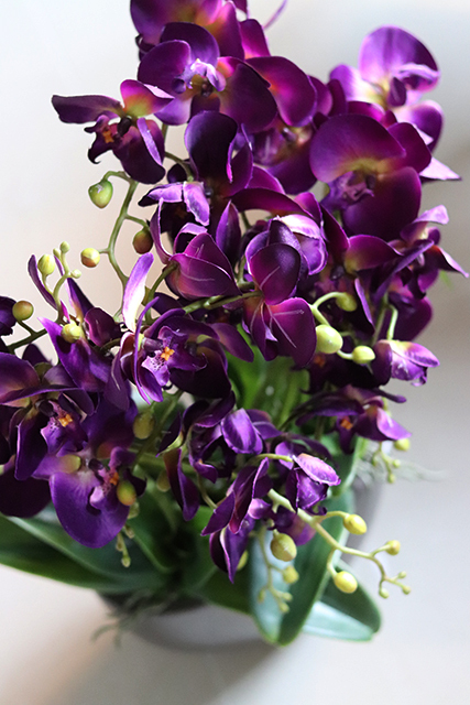 Purple Rain, fioletowy storczyk w antracytowej donicy, wys.60cm