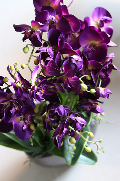 Purple Rain, fioletowy storczyk w antracytowej donicy, wys.60cm