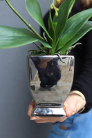 efektowny storczyk w srebrnej donicy, Milo, wys.46cm