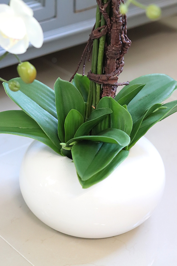 storczyk White Japan Maestro w białej donicy, wys.78cm