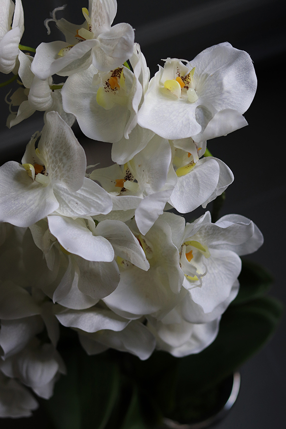 gumowy storczyk Villa Renoma w lustrzanej donicy, wys.64cm 