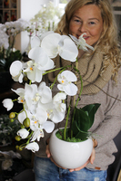 storczyk Senna w minimalistycznej donicy, wys.45cm 