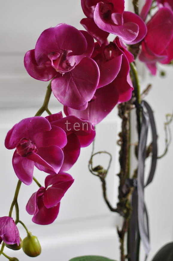 storczyk Fuksja w ceramicznej donicy, wys.72cm 