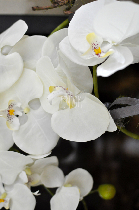 storczyk Bianco, wys.70cm