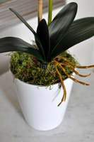 storczyk Saratoga w ceramicznej, białej donicy, wys.59cm 