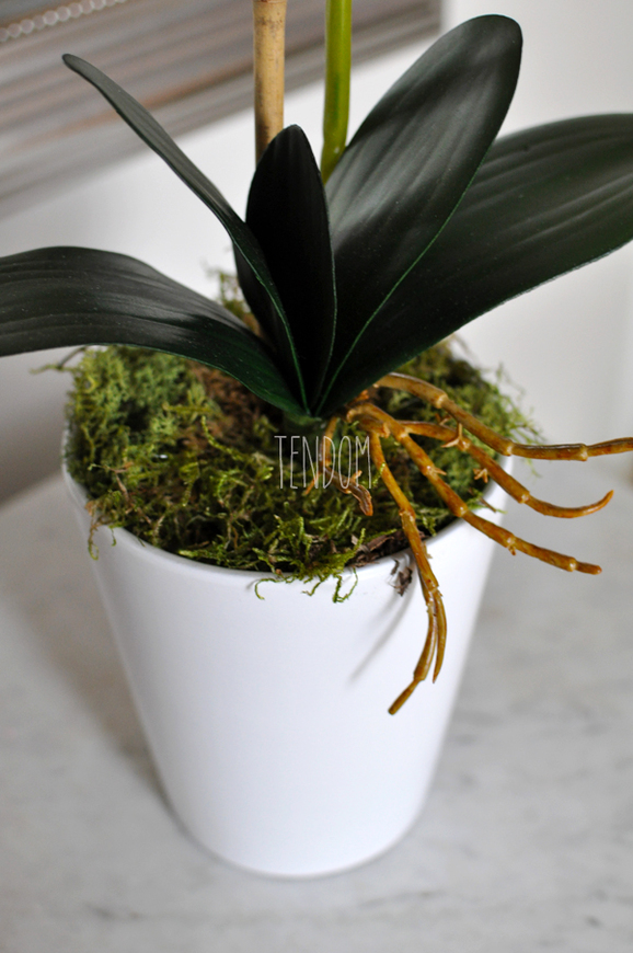 storczyk Saratoga w ceramicznej, białej donicy, wys.59cm 