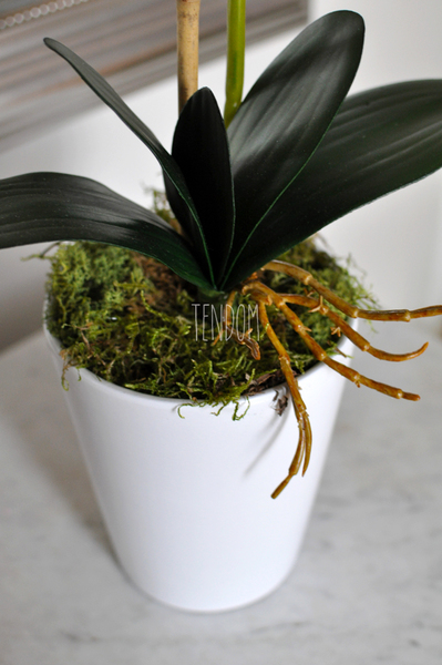 storczyk Saratoga w ceramicznej, białej donicy, wys.59cm 