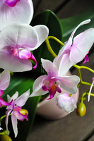 storczyk Polyanna w pastelowej różowej donicy, wys.60cm