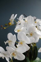 Swan, storczyk w  biało - srebrnej ceramicznej donicy, wys.52cm