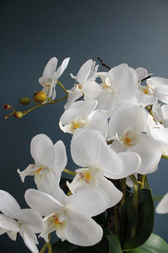 Swan, storczyk w  biało - srebrnej ceramicznej donicy, wys.52cm