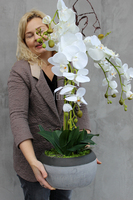 cudowny storczyk Beige Moments 2 w pięknej donicy, wys.83cm