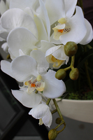 Cremoso storczyk w podłużnej donicy ecru, wys.50cm