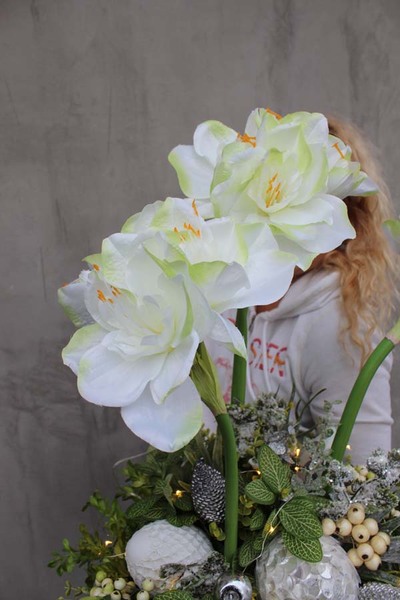 Amarylis Winter Winter w srebrnej donicy, wys.68cm