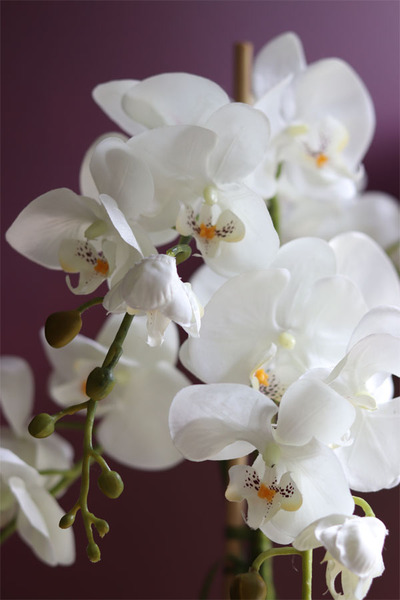 elegancki storczyk w ozdobnej donicy, Verona Moderna, wys.71cm