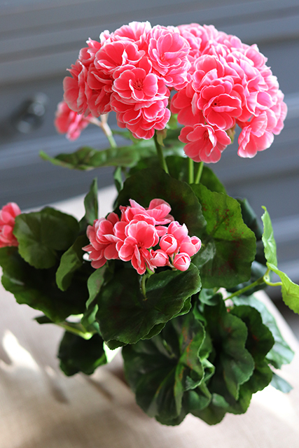 Sztuczne pelargonie koralowo-różowe, w doniczce, wys.36cm