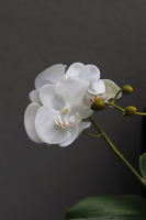 efektowny storczyk w srebrnej donicy, Milo, wys.46cm