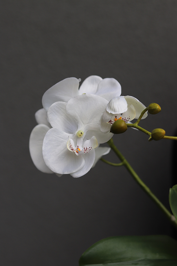 efektowny storczyk w srebrnej donicy, Milo, wys.46cm