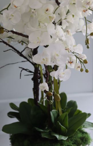 Gwadiana, efektowny storczyk w gąbce florystycznej do Twojej donicy, wys.115cm